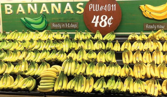 1. "Bunch of ripe Cavendish bananas on a white background" 2. "Scientist examining banana plants in a research facility" 3. "Diverse array of banana varieties showcasing different colors and sizes" 4. "Infographic showing the economic impact of the global banana industry"