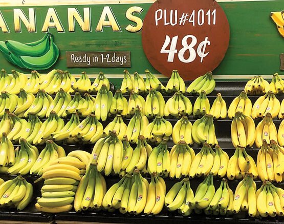 1. "Bunch of ripe Cavendish bananas on a white background" 2. "Scientist examining banana plants in a research facility" 3. "Diverse array of banana varieties showcasing different colors and sizes" 4. "Infographic showing the economic impact of the global banana industry"