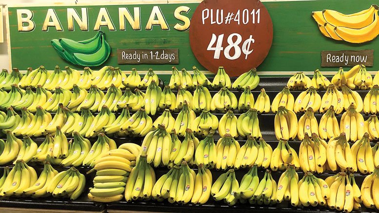 1. "Bunch of ripe Cavendish bananas on a white background" 2. "Scientist examining banana plants in a research facility" 3. "Diverse array of banana varieties showcasing different colors and sizes" 4. "Infographic showing the economic impact of the global banana industry"